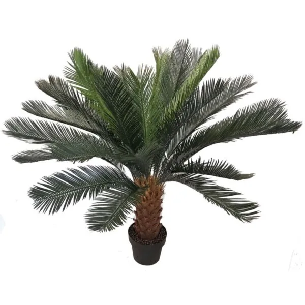 Cycad palm