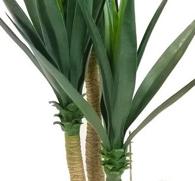 Yucca detail