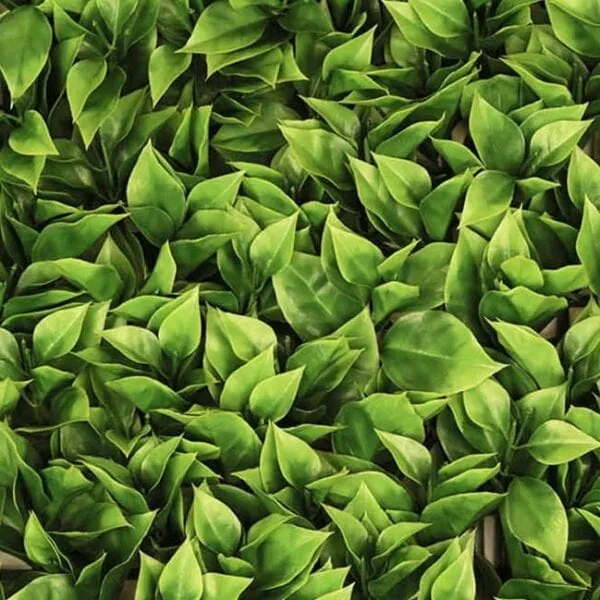 A closer look at Bougainvillea