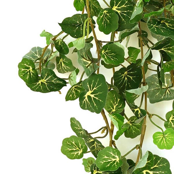 A close-up of the pelargonium