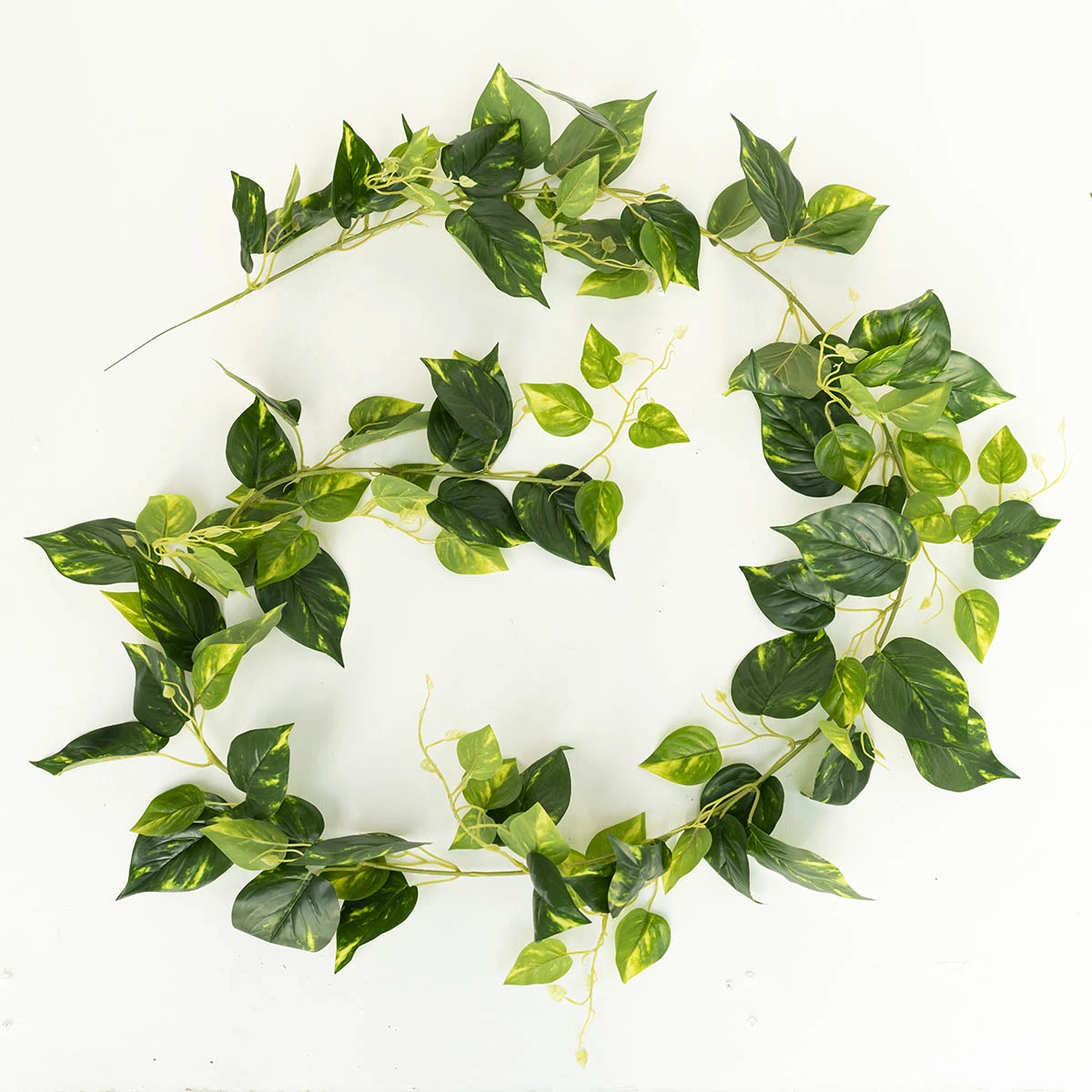 Variegated pothos vine
