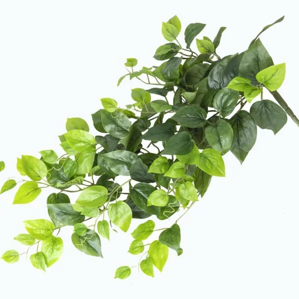 Pothos vine