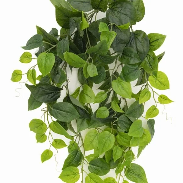 Pothos Vine