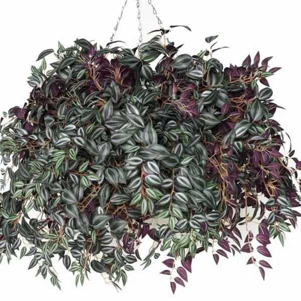 Artificial Tradescantia