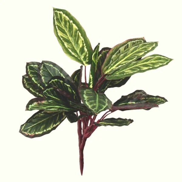 Artifical Calathea Rosa