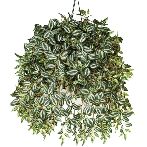 Tradescantia - Jade Cascade
