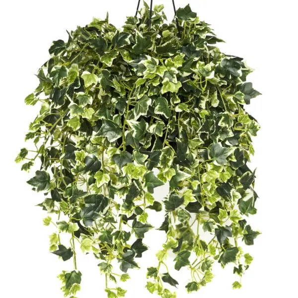 Variegated ivy hanging basket