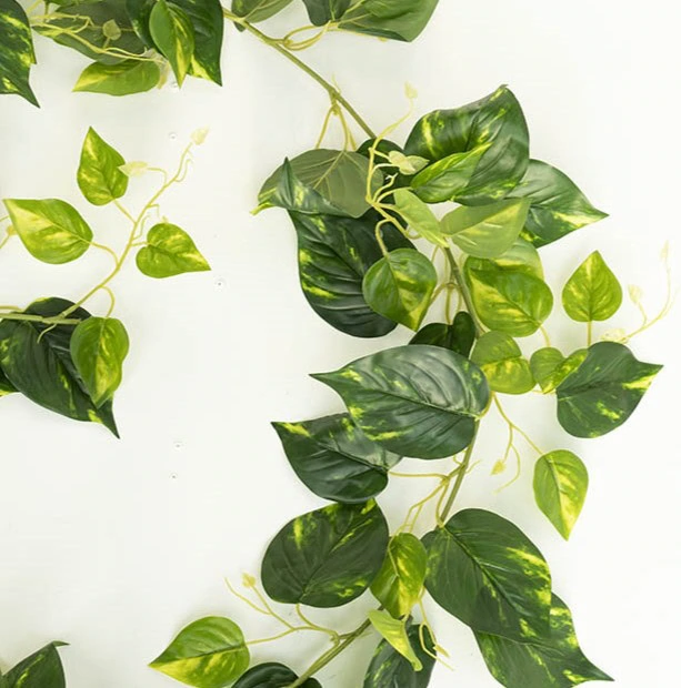 A closer look at the variegated pothos leaf