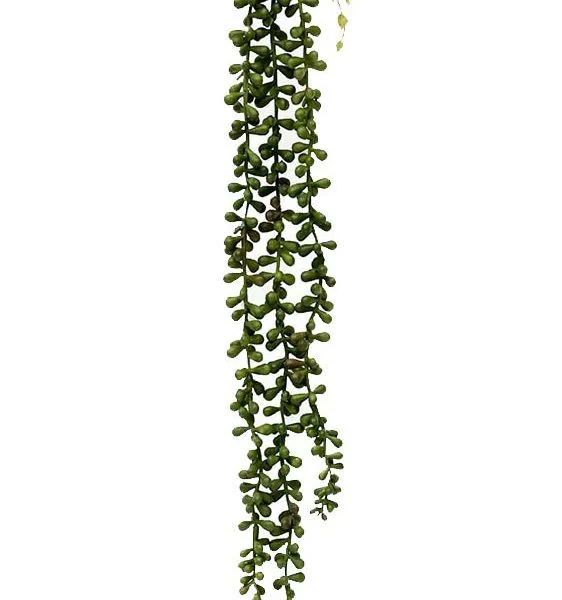 String of Pearls plant - senecio