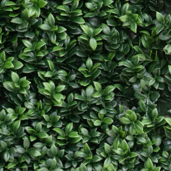 Pittosporum artificial leaf close up photo