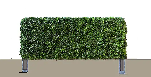 Boxwood hedge in ground